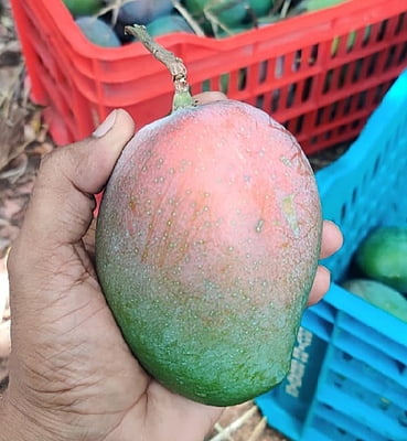 SUVARNA REKHA MANGOES  ​4kg basket