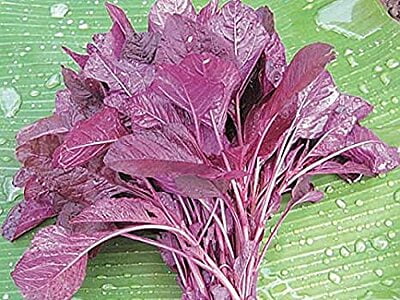 AMARANTHUS RED -100Gms (Thotakura Red)