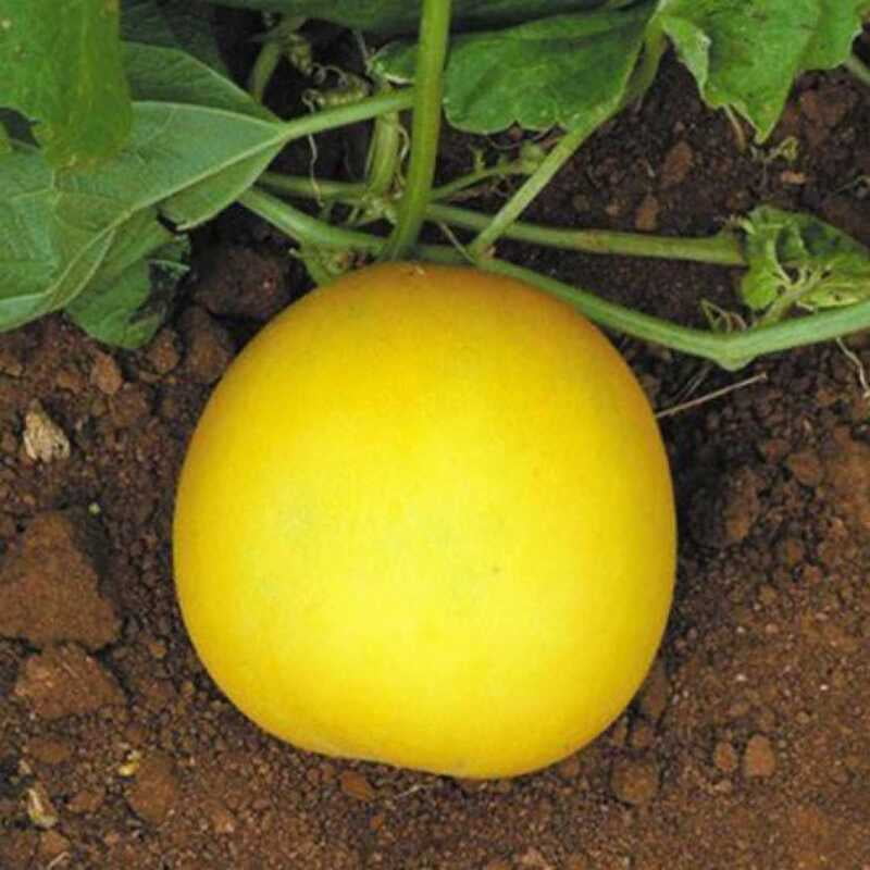 CUCUMBER (Yellow Round) Dosakaya