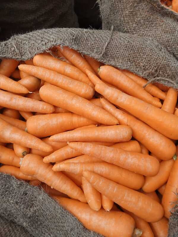 CARROT