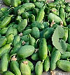IVY GOURD (Donda / Little Gourd)