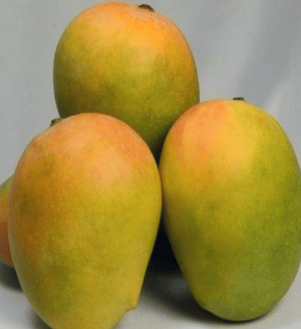 KESAR - 5 Kgs KESAR - 5 Kgs