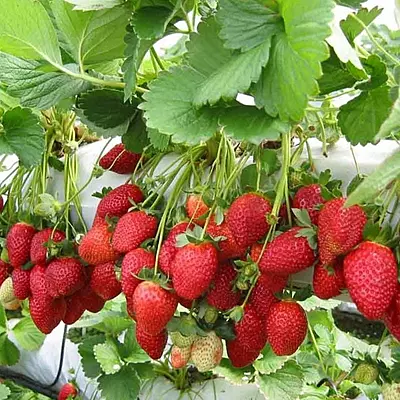 Strawberry(200 gms Box) Rs 160/-