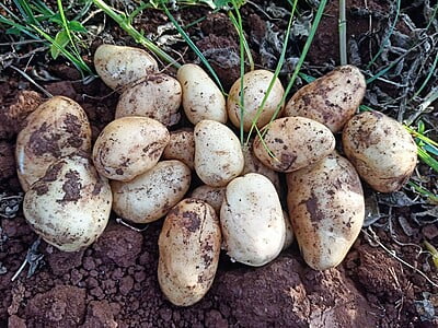 POTATO 500 Gms