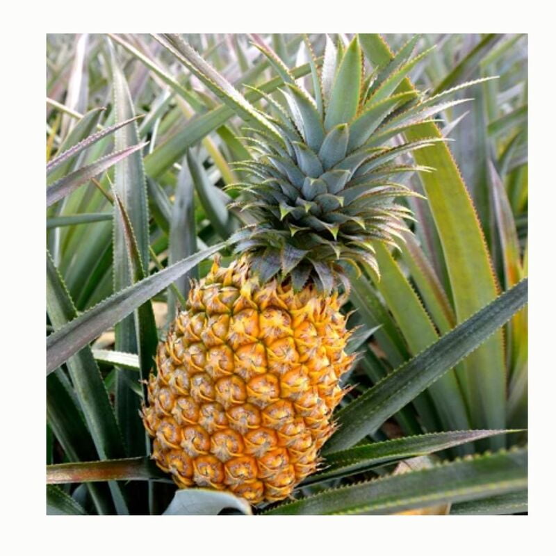 PINEAPLLE (1 Pc)