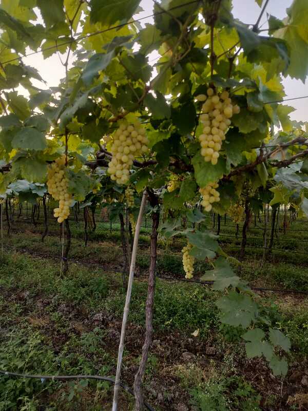 Green Grapes(Thomson variety) 360 for 2kg Box Green Grapes(Thomson variety) 360 for 2kg Box