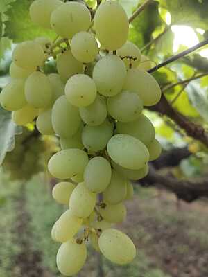 Green Grapes(Thomson variety) 360 for 2kg Box Green Grapes(Thomson variety) 360 for 2kg Box
