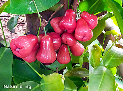 WATER APPLE(250 GMS)